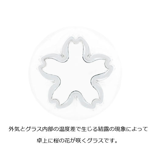 さくらさく ピルスナー