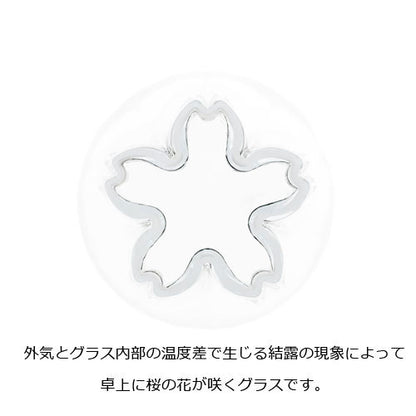 さくらさく ピルスナー